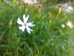 Silene saxifraga