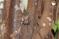 Psalmopoeus