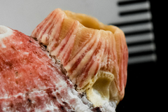 Megabalanus californicus