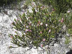 Lachnaea uniflora
