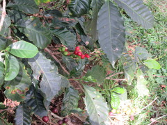 Coffea arabica