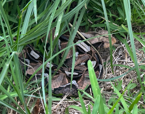 Gaboon Viper