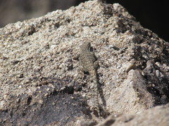 Urosaurus ornatus wrighti