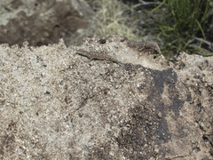 Urosaurus ornatus wrighti
