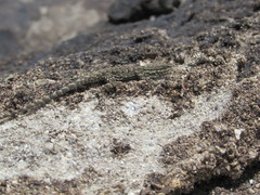 Urosaurus ornatus wrighti