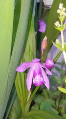 Bletilla striata