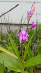 Bletilla striata