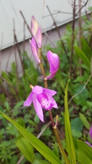 Bletilla striata
