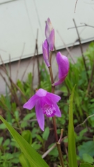 Bletilla striata