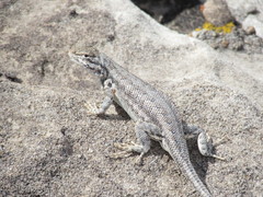 Sceloporus graciosus graciosus