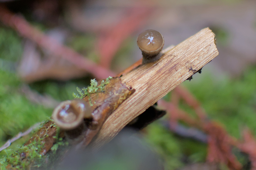 Nidula candida · November 2025 · photo: © criminy (iNaturalist, cc-by)