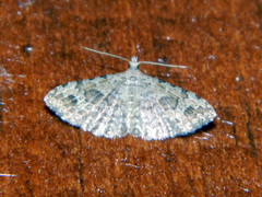 Alucita adriendenisi