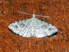 Alucita adriendenisi