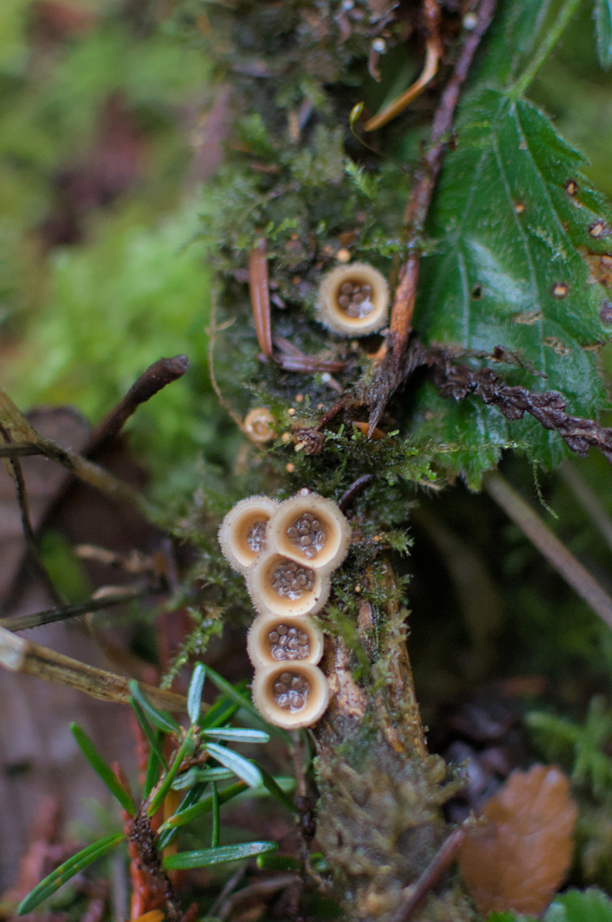 Nidula niveotomentosa · November 2025 · photo: © criminy (iNaturalist, cc-by)