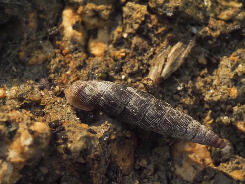 Clausilia bidentata abietina