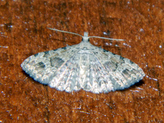 Alucita adriendenisi