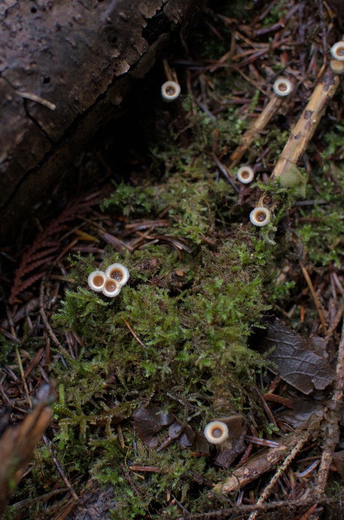 Nidula niveotomentosa · November 2025 · photo: © criminy (iNaturalist, cc-by)