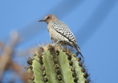 Melanerpes hypopolius