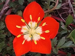 Hypseocharis pimpinellifolia