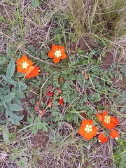 Hypseocharis pimpinellifolia