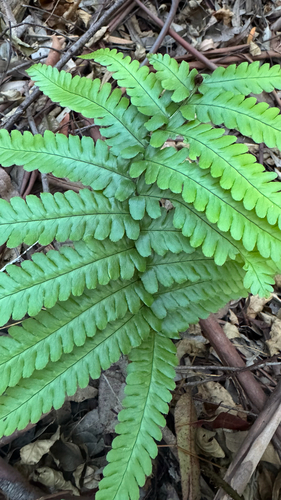 Dryopteris fuscoatra observed 2025-12-27