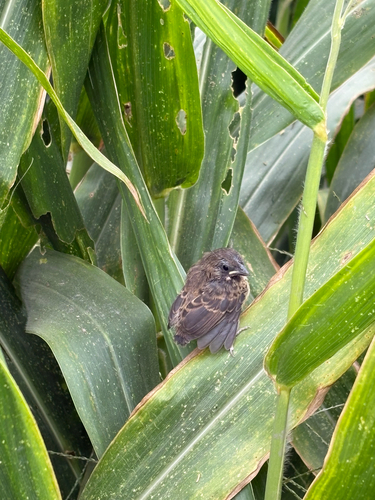 Blue-black Grassquit
