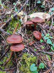 Cortinarius californicus