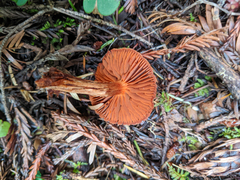 Cortinarius californicus