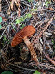 Cortinarius californicus