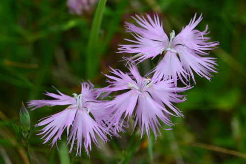 Fringed Pink (Dianthus hyssopifolius)