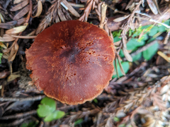 Cortinarius californicus
