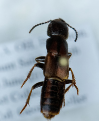 Platydracus cinnamopterus