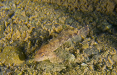 Cottus aleuticus