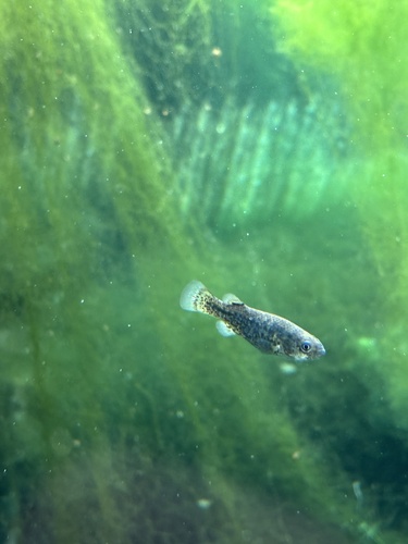 Pahrump poolfish (Empetrichthys latos) — Goodeidae — 5