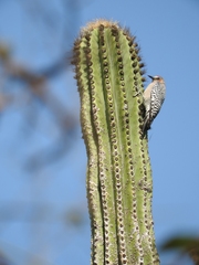 Melanerpes hypopolius