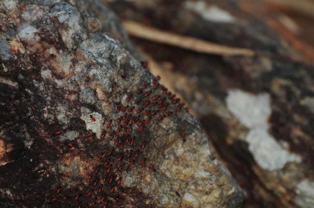 Constrictotermes rupestris