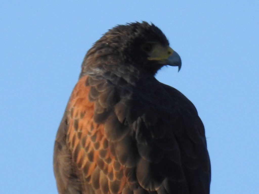 Harris's Hawk