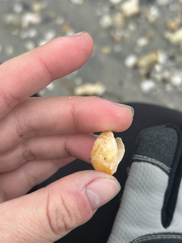 Anomia simplex