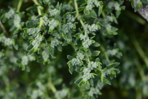 Gray Rupturewort (Herniaria incana)