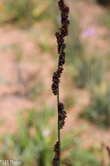Elegia tectorum