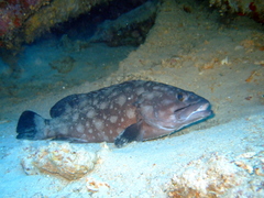Epinephelus coeruleopunctatus