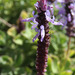 Plectranthus neochilus - Photo no rights reserved, uploaded by lallen