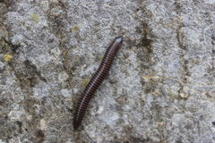 Acanthoiulus cassinensis