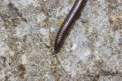 Acanthoiulus cassinensis