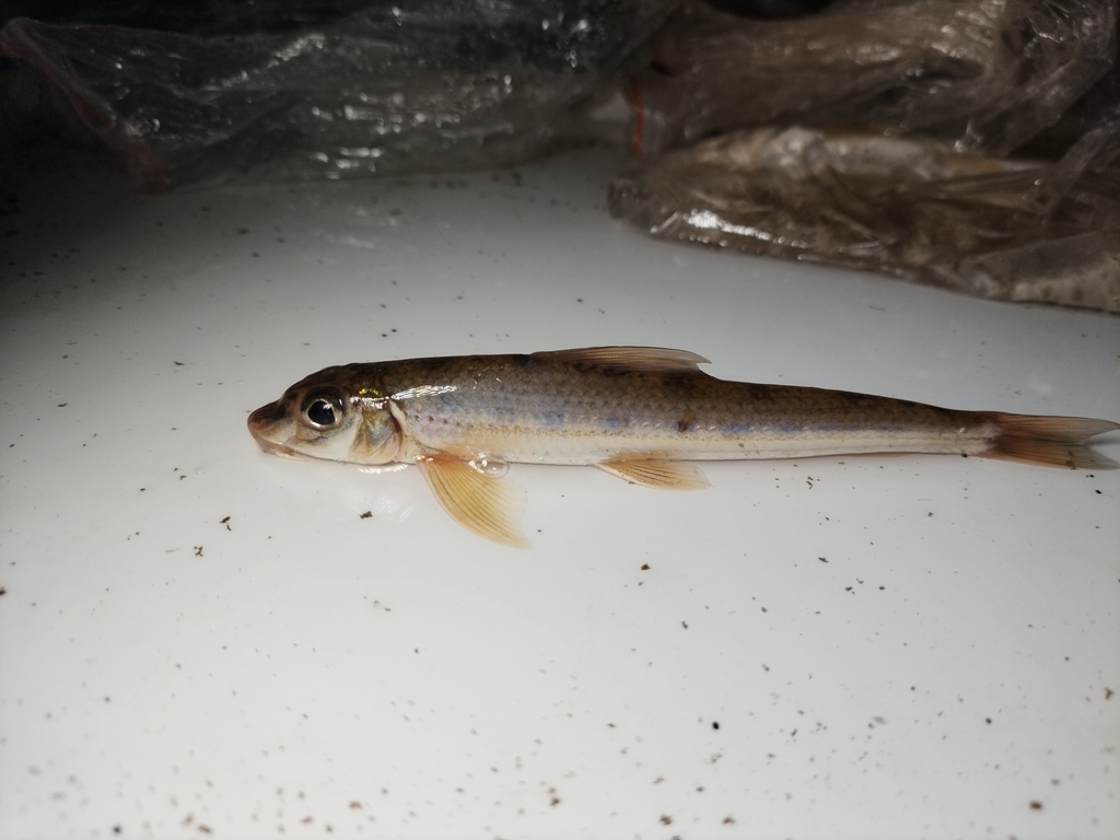 Hagedisgrondel (Saurogobio dabryi) — Cyprinidae