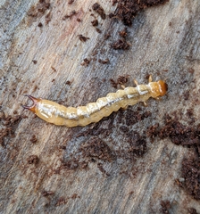 Dendroides ephemeroides