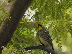 Setophaga coronata