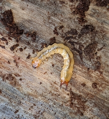 Dendroides ephemeroides
