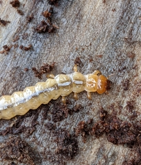 Dendroides ephemeroides