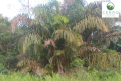 Raphia taedigera